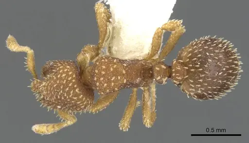 Calyptomyrmex tensus specimen CASENT0900991 image casent0900991_1