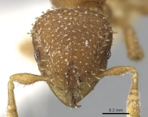 Calyptomyrmex tensus specimen CASENT0900991 image casent0900991_2