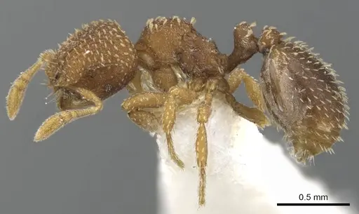 Calyptomyrmex tensus specimen CASENT0900991 image casent0900991_3