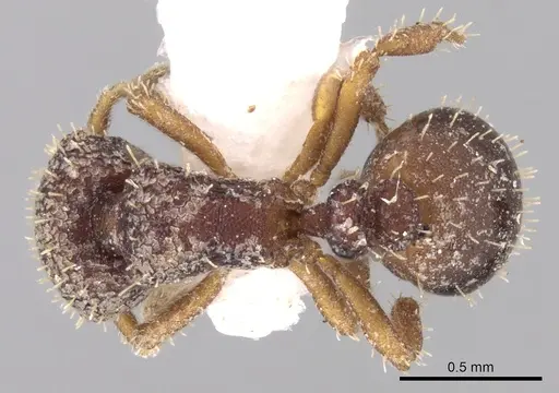 Calyptomyrmex vedda specimen CASENT0280817 image casent0280817_1