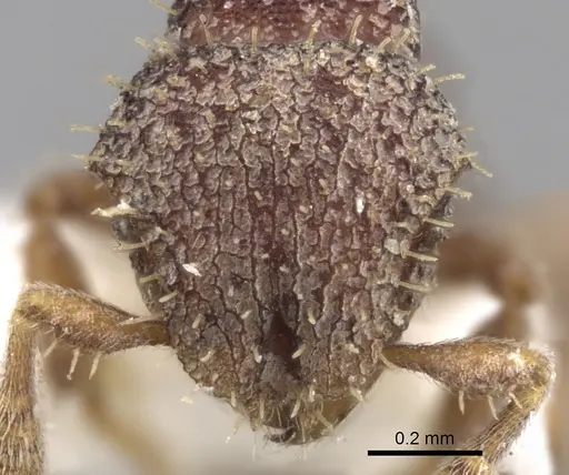 Calyptomyrmex vedda specimen CASENT0280817 image casent0280817_2