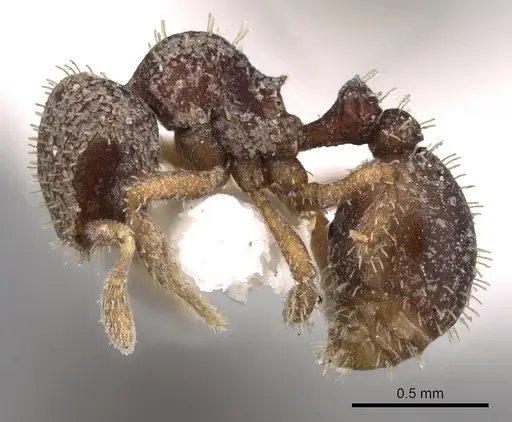 Calyptomyrmex vedda specimen CASENT0280817 image casent0280817_3