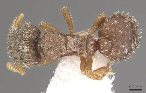 Calyptomyrmex vedda specimen CASENT0911134 image casent0911134_1