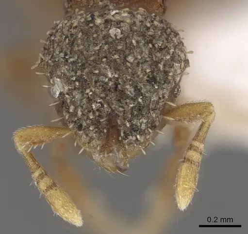 Calyptomyrmex vedda specimen CASENT0911134 image casent0911134_2