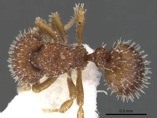 Calyptomyrmex wittmeri specimen CASENT0900994 image casent0900994_1