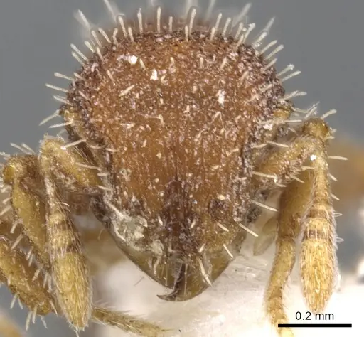 Calyptomyrmex wittmeri specimen CASENT0900994 image casent0900994_2