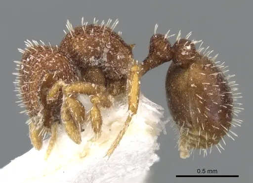 Calyptomyrmex wittmeri specimen CASENT0900994 image casent0900994_3