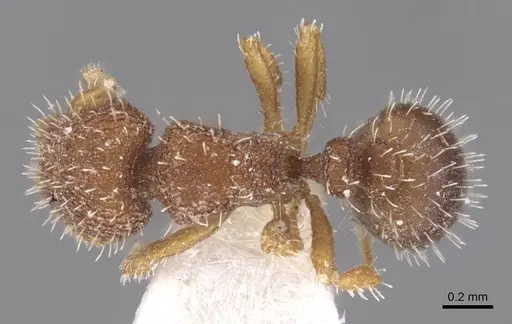 Calyptomyrmex wittmeri specimen CASENT0913957 image casent0913957_1