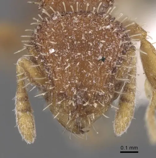 Calyptomyrmex wittmeri specimen CASENT0913957 image casent0913957_2