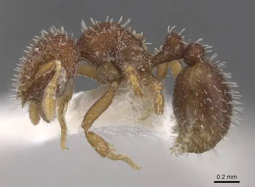 Calyptomyrmex wittmeri specimen CASENT0913957 image casent0913957_3