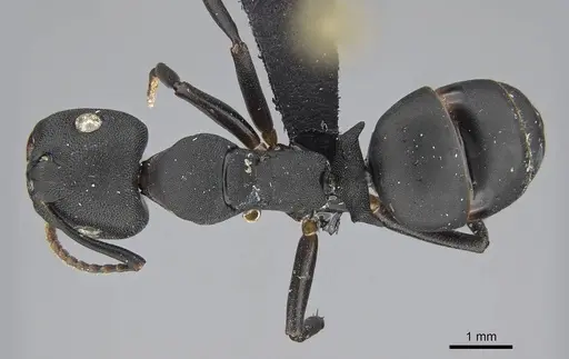 Camponotus aberrans specimen CASENT0089756 image casent0089756_1