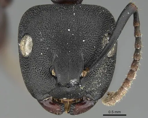 Camponotus aberrans specimen CASENT0089756 image casent0089756_2