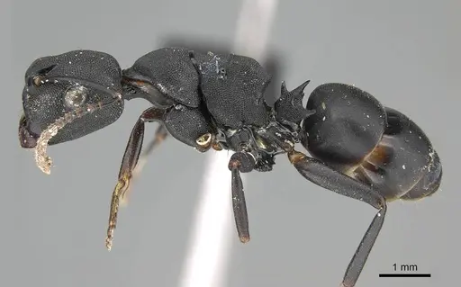Camponotus aberrans specimen CASENT0089756 image casent0089756_3