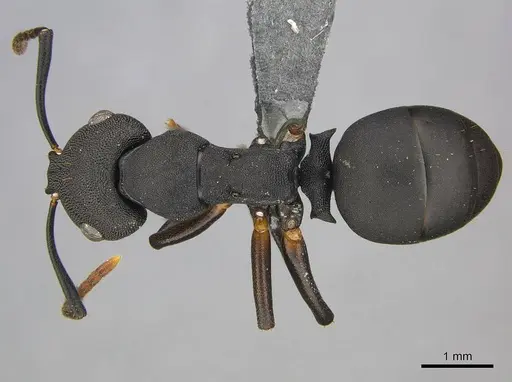 Camponotus aberrans specimen CASENT0250082 image casent0250082_1