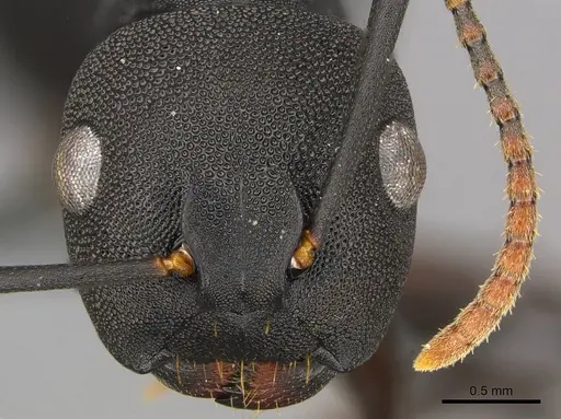 Camponotus aberrans specimen CASENT0250082 image casent0250082_2