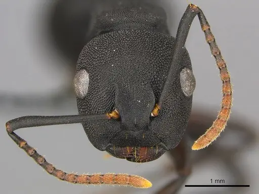 Camponotus aberrans specimen CASENT0250082 image casent0250082_3