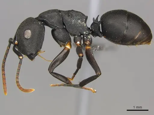 Camponotus aberrans specimen CASENT0250082 image casent0250082_4