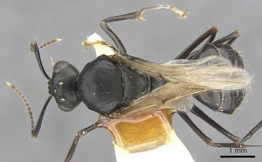 Camponotus aberrans specimen CASENT0903475 image casent0903475_1