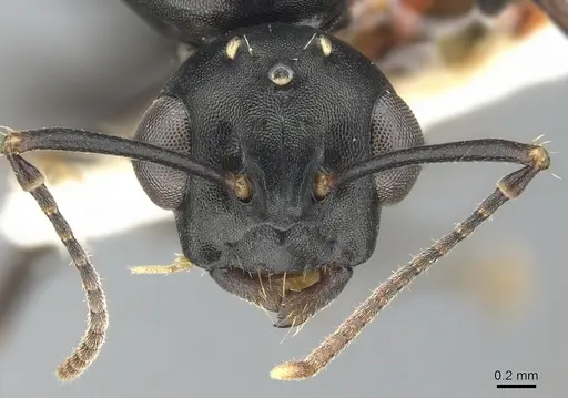 Camponotus aberrans specimen CASENT0903475 image casent0903475_2