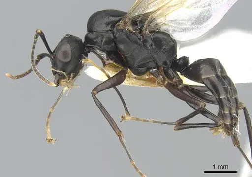 Camponotus aberrans specimen CASENT0903475 image casent0903475_3