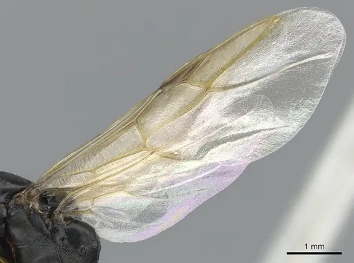 Camponotus aberrans specimen CASENT0903475 image casent0903475_4