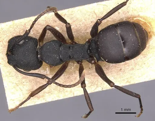 Camponotus aberrans specimen CASENT0905182 image casent0905182_1