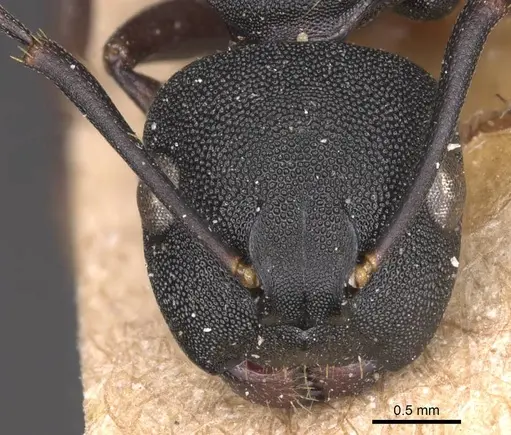 Camponotus aberrans specimen CASENT0905182 image casent0905182_2
