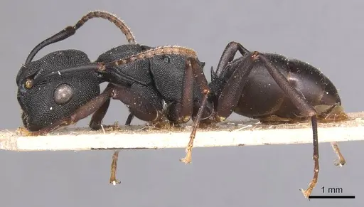 Camponotus aberrans specimen CASENT0905182 image casent0905182_3