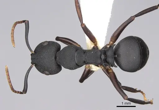 Camponotus aberrans specimen CASENT0906849 image casent0906849_1