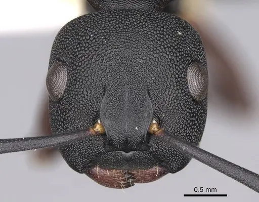 Camponotus aberrans specimen CASENT0906849 image casent0906849_2