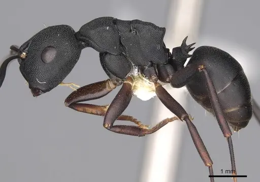 Camponotus aberrans specimen CASENT0906849 image casent0906849_3