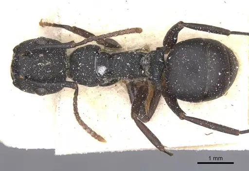 Camponotus aberrans specimen CASENT0912088 image casent0912088_1
