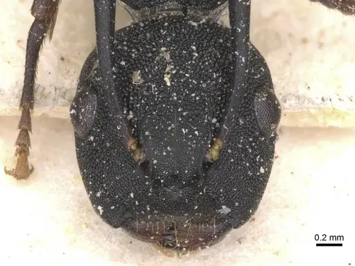 Camponotus aberrans specimen CASENT0912088 image casent0912088_2