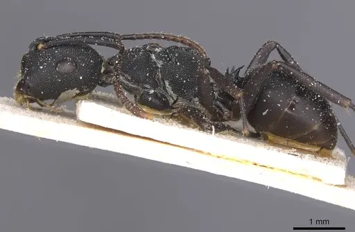 Camponotus aberrans specimen CASENT0912088 image casent0912088_3