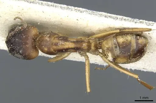 Camponotus abjectus specimen CASENT0911883 image casent0911883_1