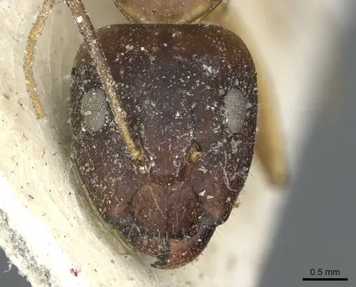 Camponotus abjectus specimen CASENT0911883 image casent0911883_2