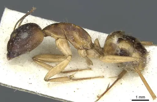 Camponotus abjectus specimen CASENT0911883 image casent0911883_3