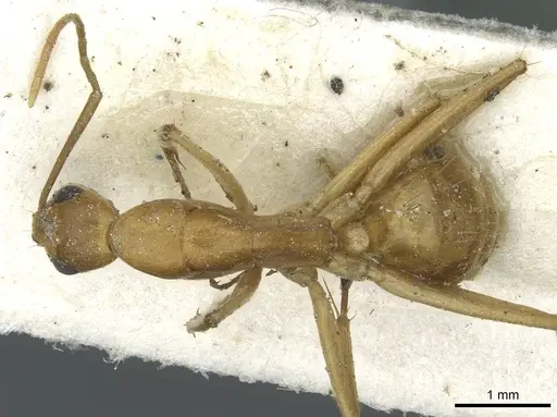 Camponotus abjectus specimen CASENT0911884 image casent0911884_1