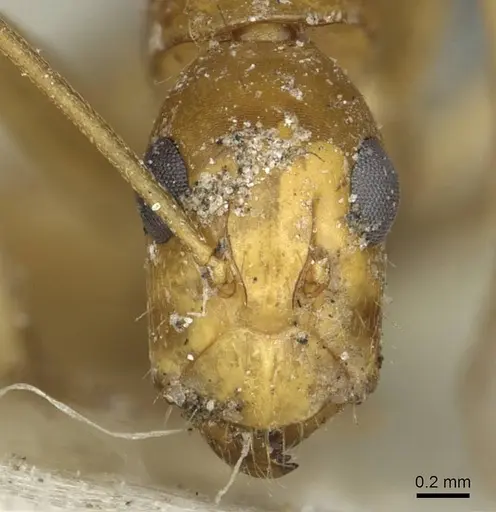 Camponotus abjectus specimen CASENT0911884 image casent0911884_2