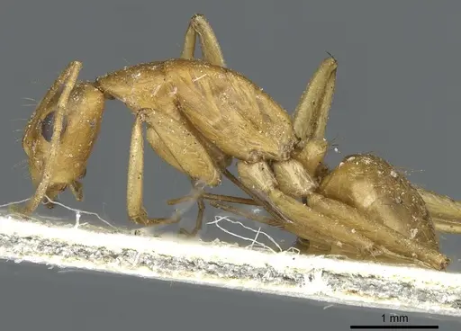 Camponotus abjectus specimen CASENT0911884 image casent0911884_3