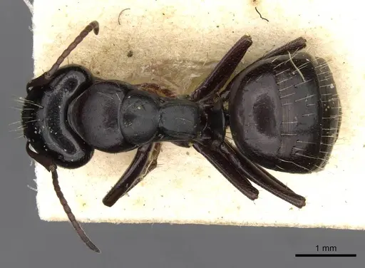 Camponotus abrahami specimen CASENT0910439 image casent0910439_1