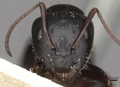 Camponotus abrahami specimen CASENT0910439 image casent0910439_2