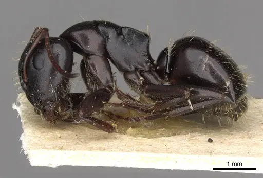 Camponotus abrahami specimen CASENT0910439 image casent0910439_3