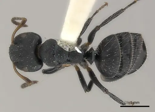 Camponotus abscisus specimen CASENT0217599 image casent0217599_1