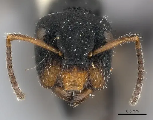 Camponotus abscisus specimen CASENT0217599 image casent0217599_2