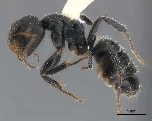 Camponotus abscisus specimen CASENT0217599 image casent0217599_3