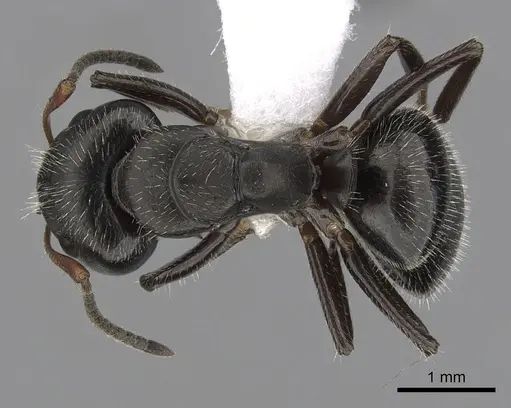 Camponotus abscisus specimen CASENT0280100 image casent0280100_1