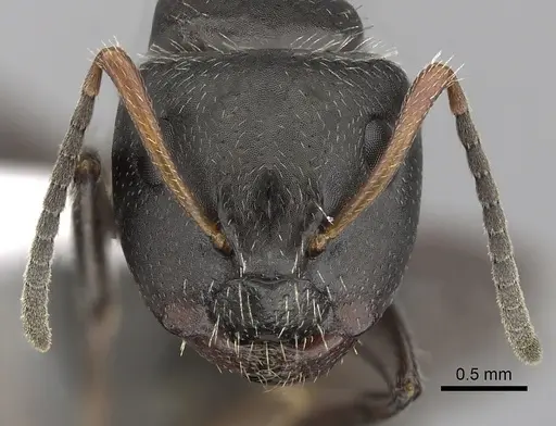 Camponotus abscisus specimen CASENT0280100 image casent0280100_2