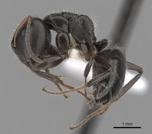 Camponotus abscisus specimen CASENT0280100 image casent0280100_3