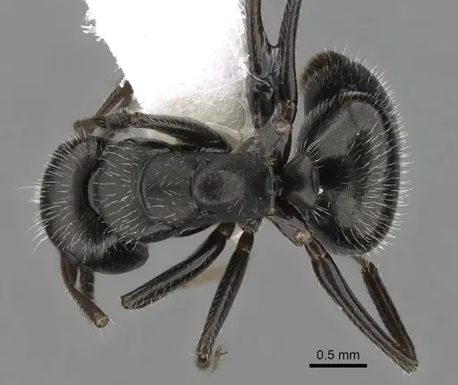 Camponotus abscisus specimen CASENT0280101 image casent0280101_1